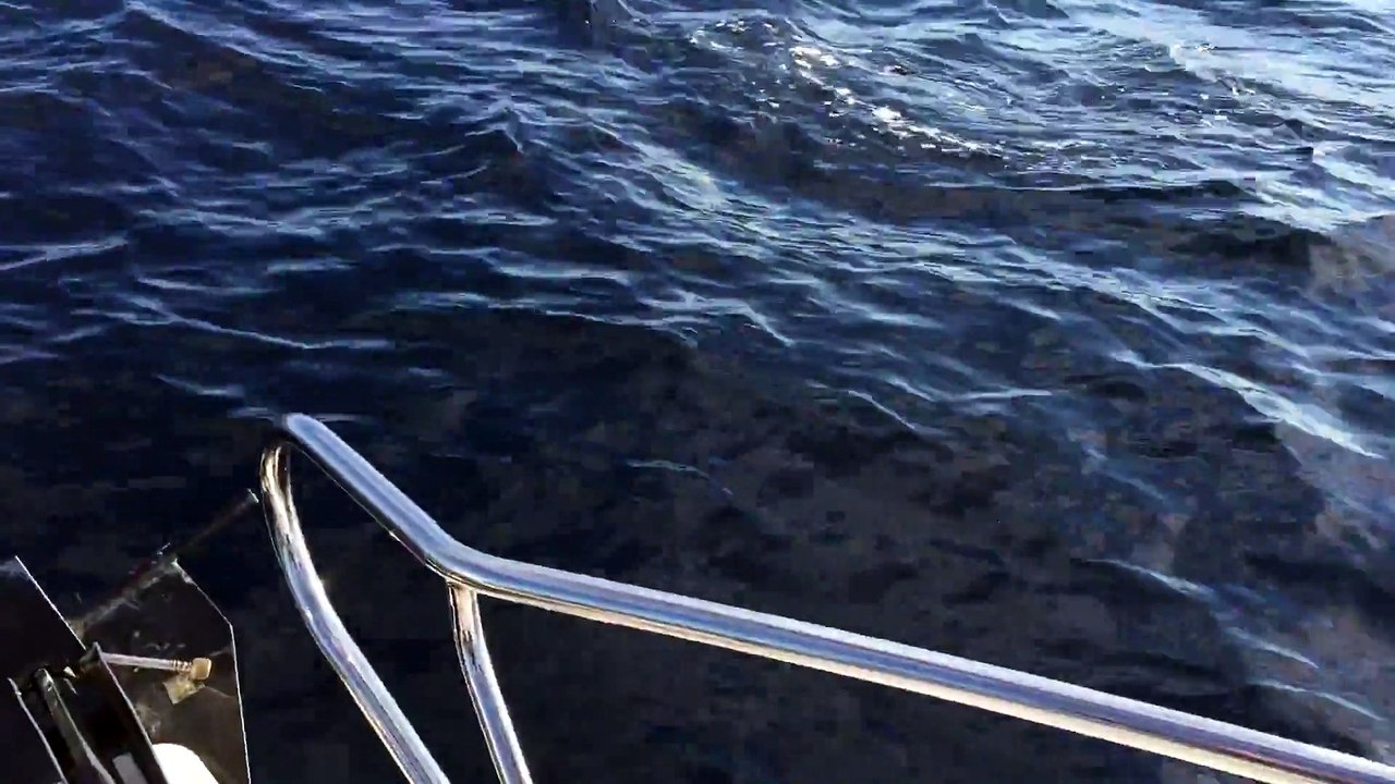 Une baleine et des dauphins nagent avec ce bateau pecheur. Moment magique