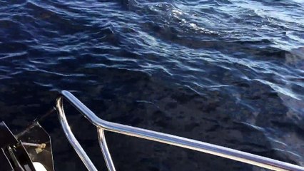 Download Video: Une baleine et des dauphins nagent avec ce bateau pecheur. Moment magique