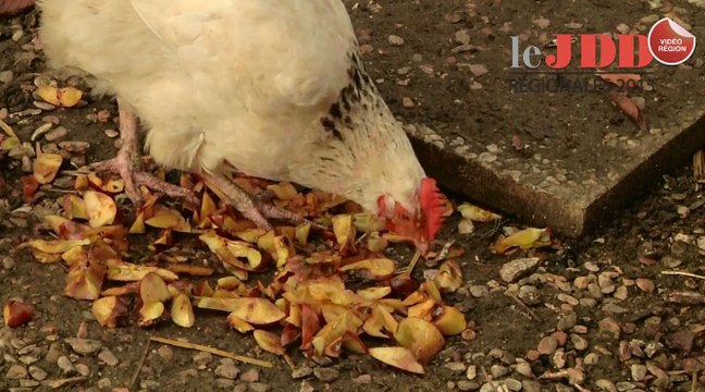 Des poules pour réduire les déchets