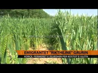 Emigrantët "rikthejnë" grurin - Top Channel Albania - News - Lajme
