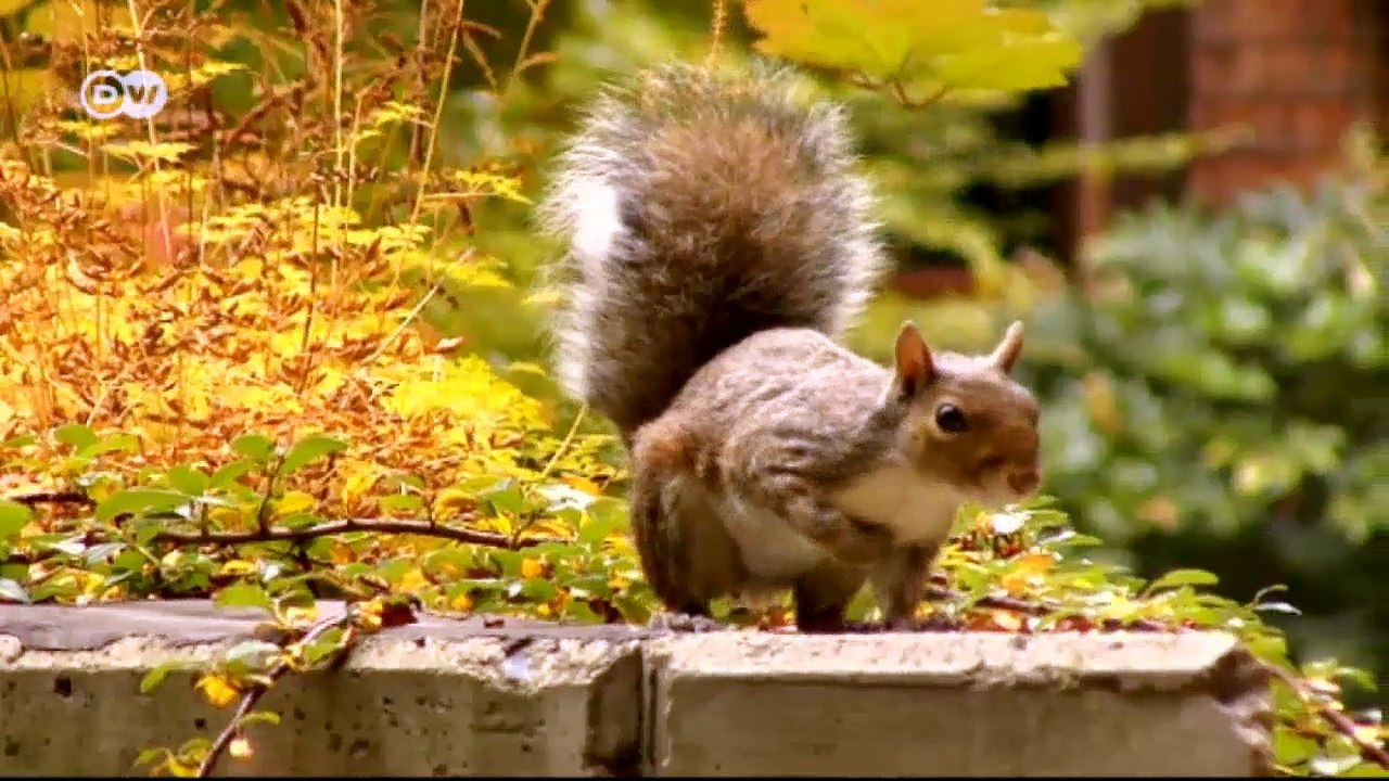 Wohnen zwischen Bäumen: 'Verde 25' | Euromaxx