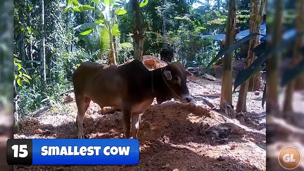 15 Smallest Animals