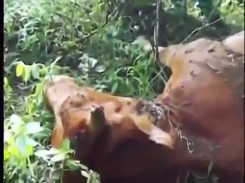 Documentary HD★Best Meal For The Lions★National Geographic 2015 360p