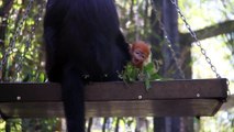 Nangua is the Mandarin word for pumpkin, which just so happens to be the shade of this monkey's hair. Francois' leaf monkeys like Nangua are usually born with bright orange hair with their hair color slowly changing until reaching black when