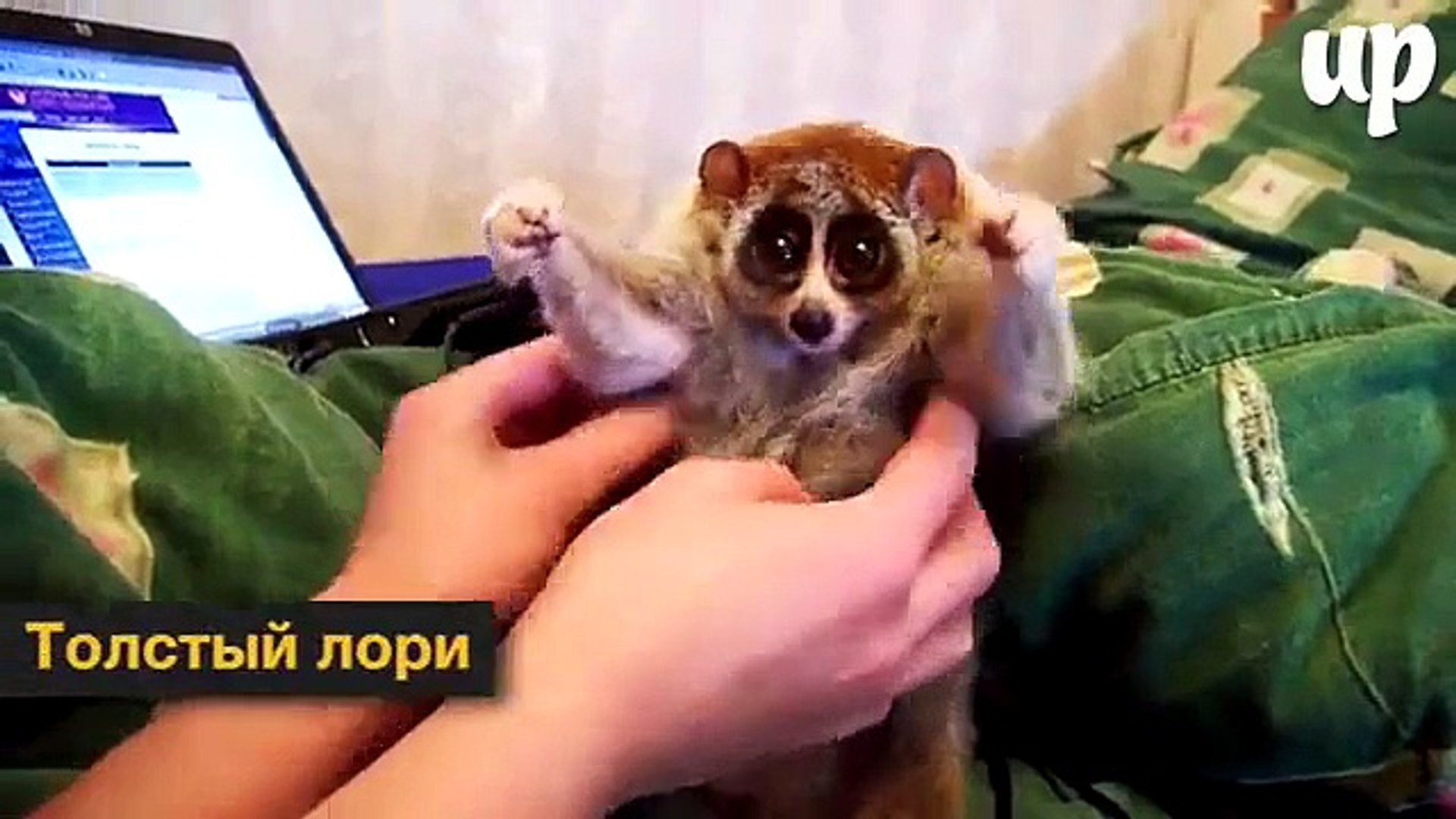 ⁣Есть животные, которых так и хочется потискать