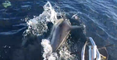 Un bateau rencontre des dauphins, un phoque et une baleine en moins de 2min