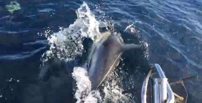 Un bateau rencontre des dauphins, un phoque et une baleine en moins de 2min