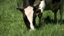 L'élevage des vaches laitières à la BN