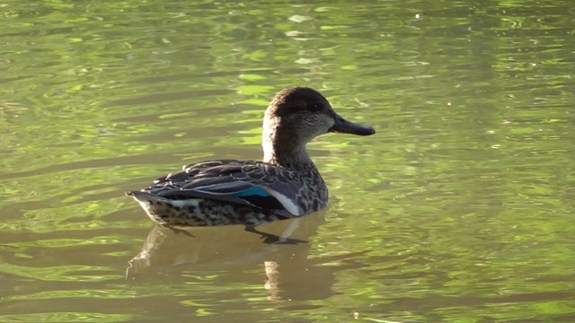 Des Sarcelles d'hiver à Robien Saint Brieuc