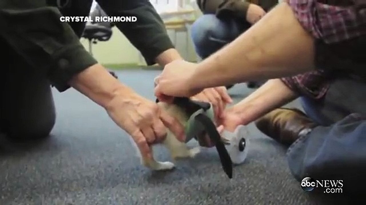 Ce chiot handicapé peut remarcher grâce à une chaise roulante imprimée en 3D