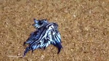 Une mystérieuse créature bleue retrouvée sur une plage australienne