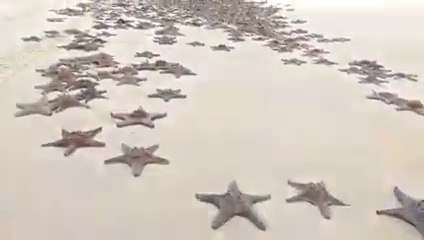 Des centaines d'étoiles de mer échouées mystérieusement sur une plage australienne