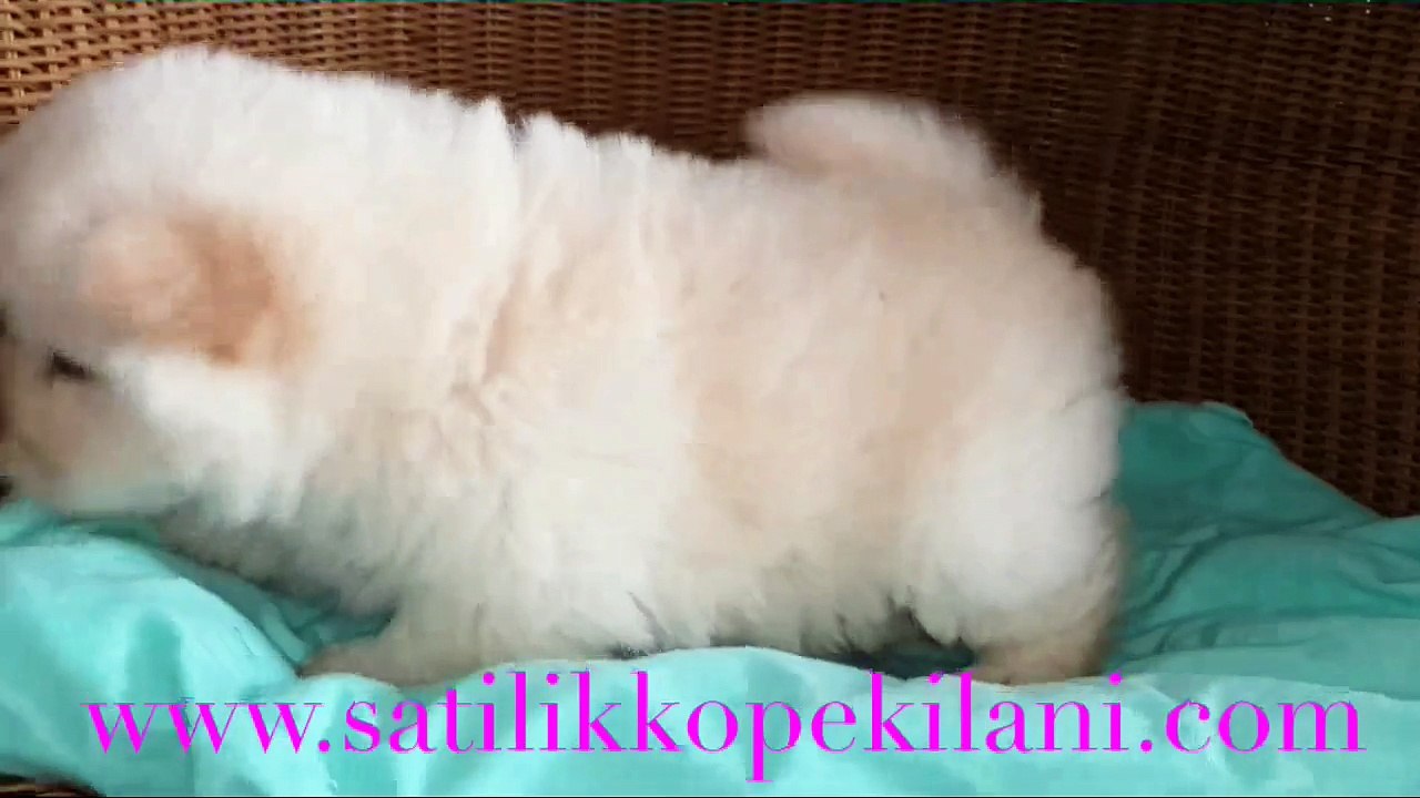 chow chow - çin aslanı yavrular 05412625843