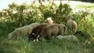 L'élevage des moutons à la BN