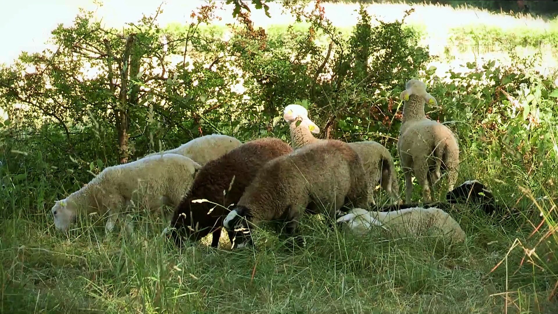 L'élevage des moutons à la BN - Vidéo Dailymotion