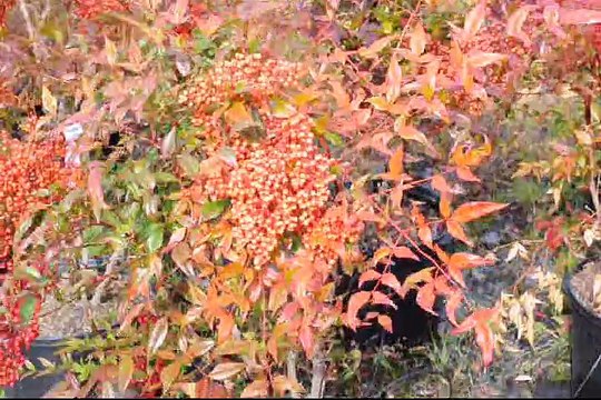 These are Nandina Domestica Shrubs with Berries 215 651 8329