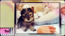 Teacup Yorkshire Puppies For Sale
