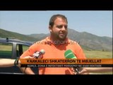 Karkaleci shkatërron të mbjellat - Top Channel Albania - News - Lajme