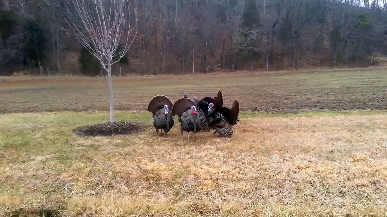 Talking Turkeys