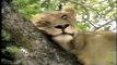 National Geographic Documentary || 4 Male Lions Kill And Eat a Male Buffalo || Lions Docum