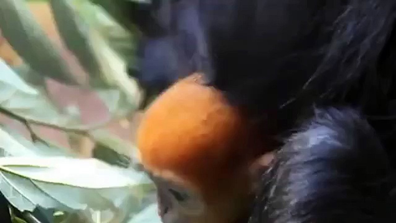 Aviez-vous déjà vu un singe roux ?