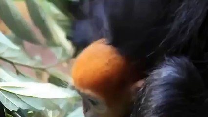 Aviez-vous déjà vu un singe roux ?