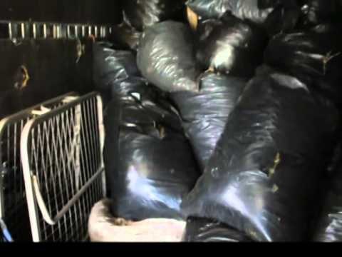 SERISHT DROGE NE LAZARAT KAPET BANORI,KISHTE FSHEHUR 1 TON KANABIS NE TAVANIN E BANESES LAJM