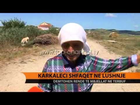 Karkaleci shfaqet në Lushnje - Top Channel Albania - News - Lajme