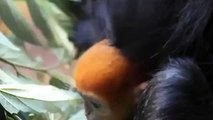 Un petit singe roux très rare est venu au monde en Australie