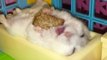 Happy Hamster Snacks in Her Crib
