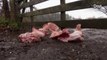 Holanda: plantan cabezas de cerdo a las puertas de un centro para refugiados