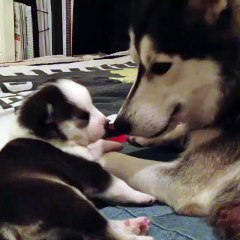 A Husky mom makes sure the pup is clean.