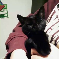 Belly rubs make kitty sleepy.