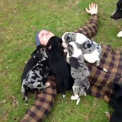 When a pack of puppies attack...