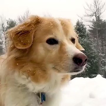 The snow is finally falling and this dog couldn't be enjoying it more...