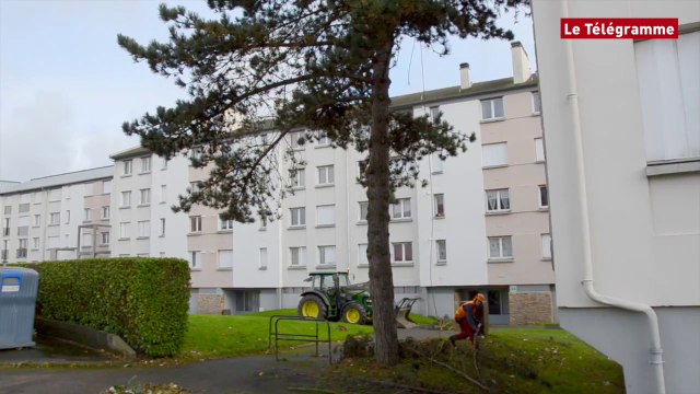 Lannion. 55 tilleuls abattus dans le quartier de Ker Uhel