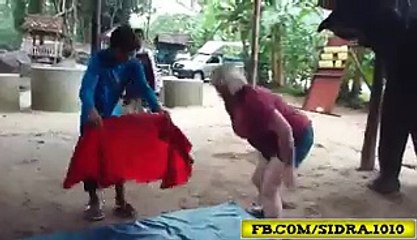 OMG! Was it a foolish act or not Elephant Massage