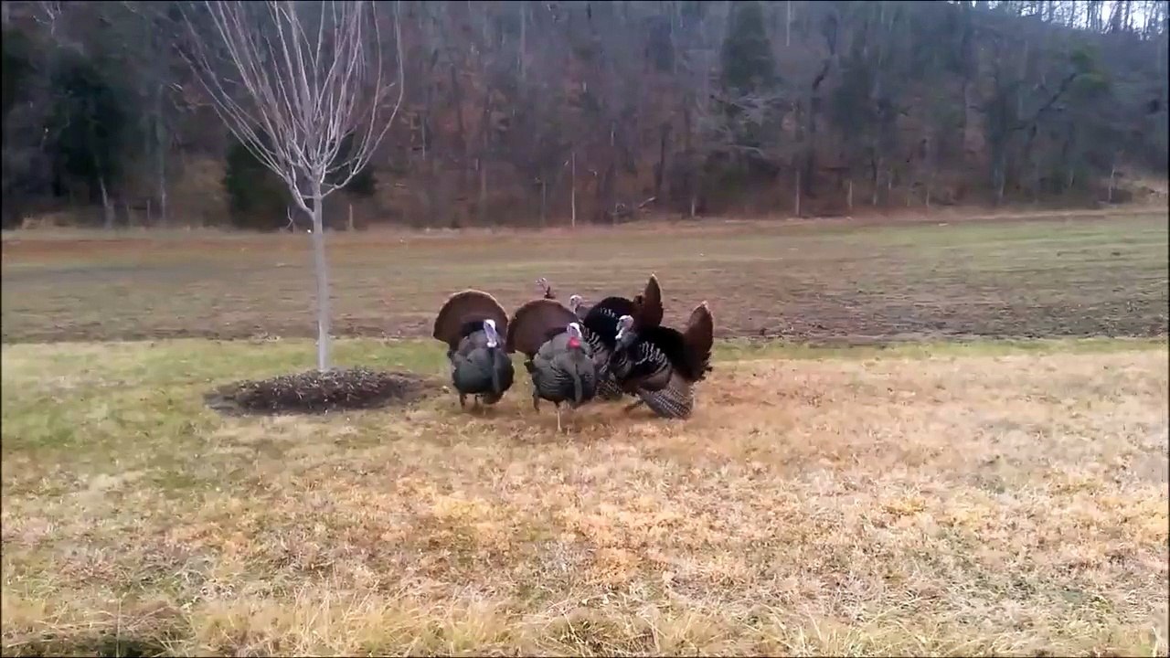 Des dindes en pleine discussion avec une voiture.