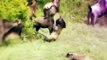 Biggest wild animal fights ! 2015 - Musical EPIC HD