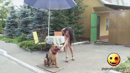 Pooch Steals Panties