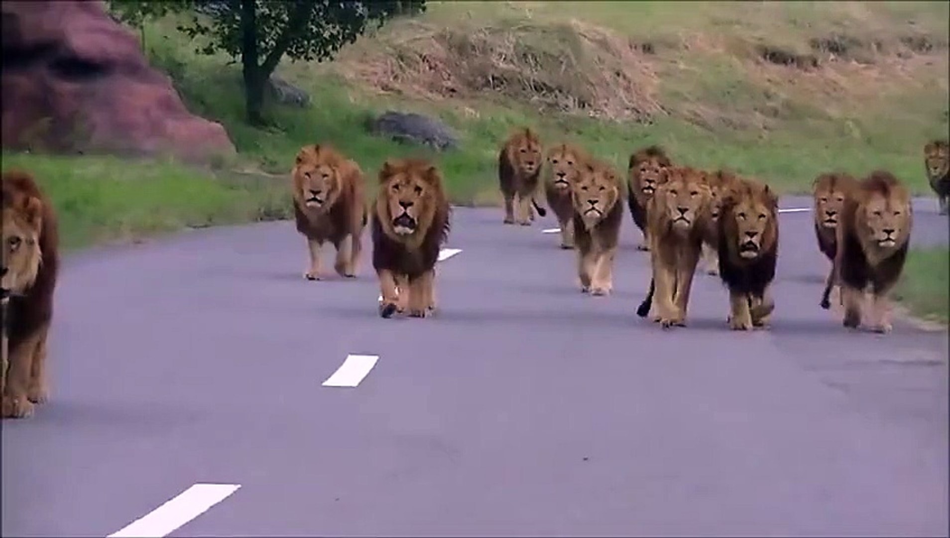 ⁣Видео Животные 1