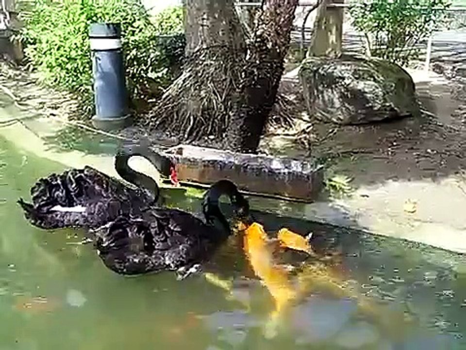 Duck & Fishes Great