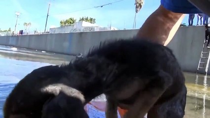 they save lives of many dogs and show us love with animals