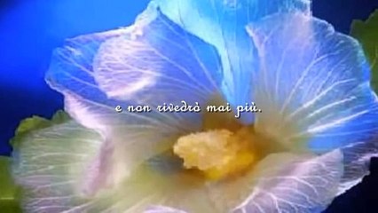 'Amica Mia'     ( Guido Renzi )