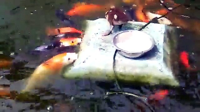 Amazing - Baby Dock Feeding Fishes