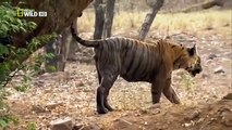 Documentary Animals - Animals Documentary National Geographic - Wild Animals Documentary 2