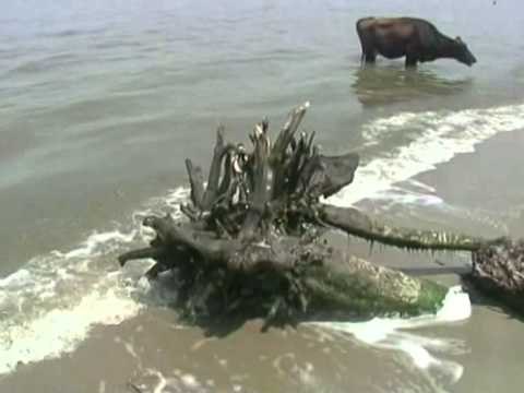 PLAZHI I LIKMETAJT DURRES,DERDHJET E LUMIT ISHEM NDOTIN MASIVISHT BREGDETIN LAJM