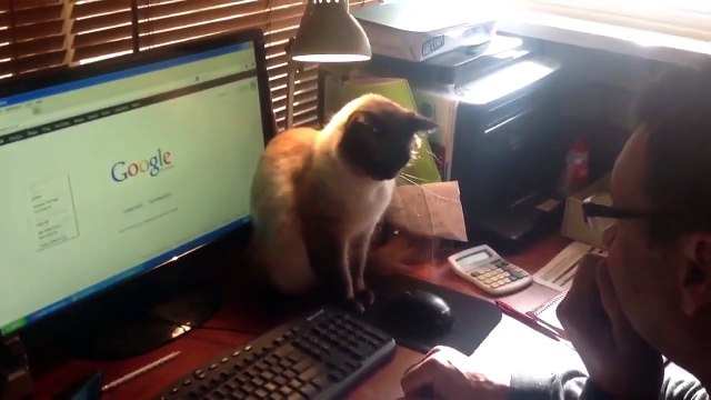 Мне срочно нужен такой кот