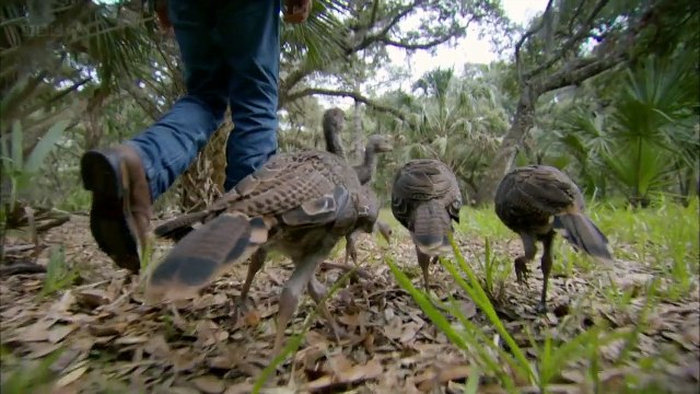 An informative video fits for post Thanksgiving dinner dessert. No calories.