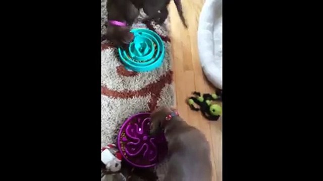 Adorable Puppies Spin In a Circle While Eating